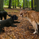 Bo’s encounter with the mountain lion was said to be the pair’s worst predicament since Sunny disastrously attempted to befriend a skunk several days earlier.